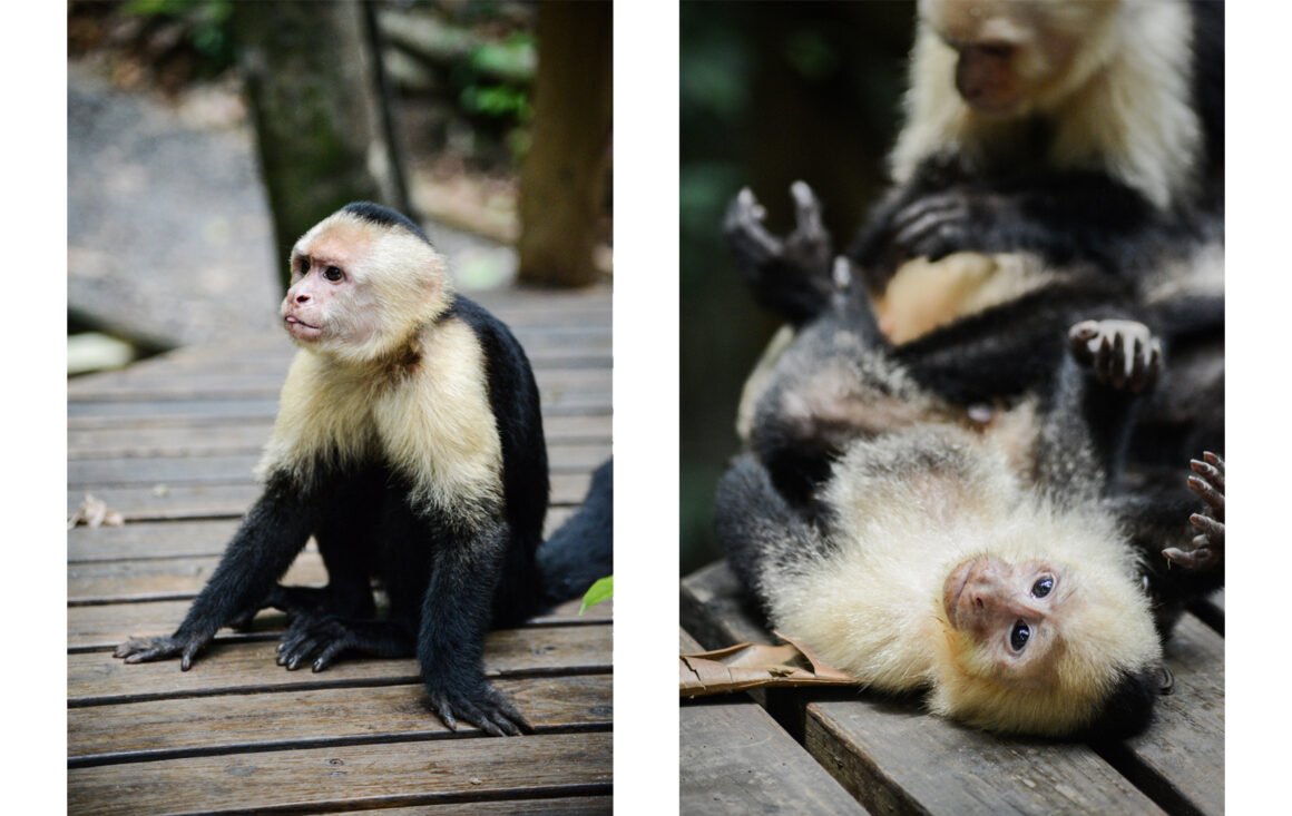 que faire au costa rica : manuel antonio
