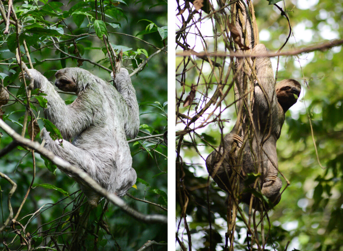 que faire au costa rica : manuel antonio