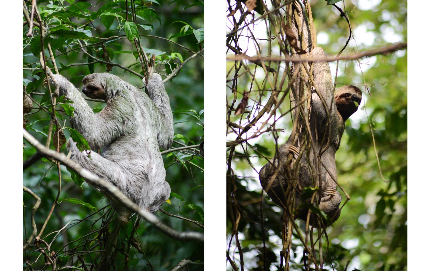 Un singe parresseux dans le Parc National Manuel Antonio au Costa Rica