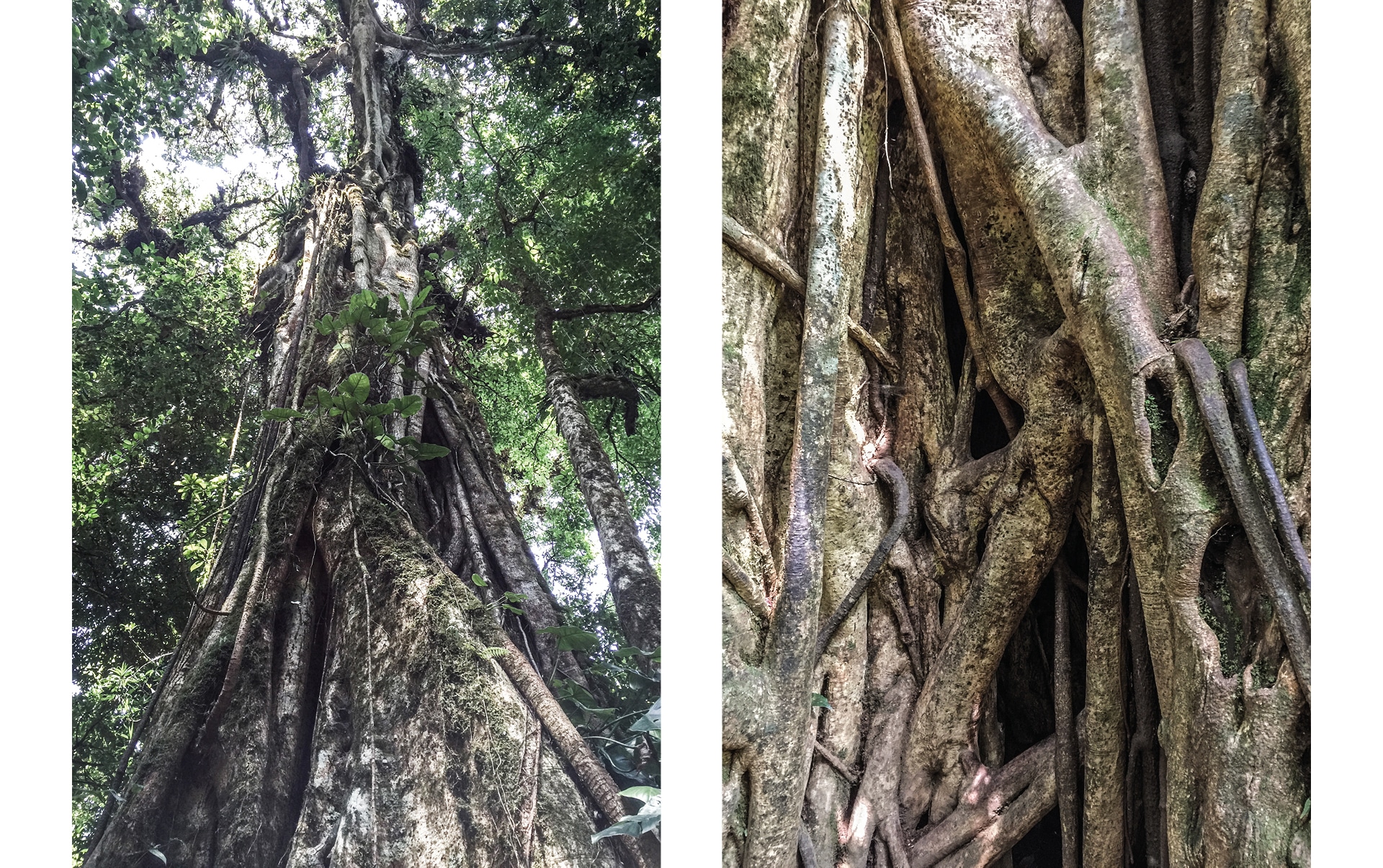 Des arbres à Monteverde au Costa Rica
