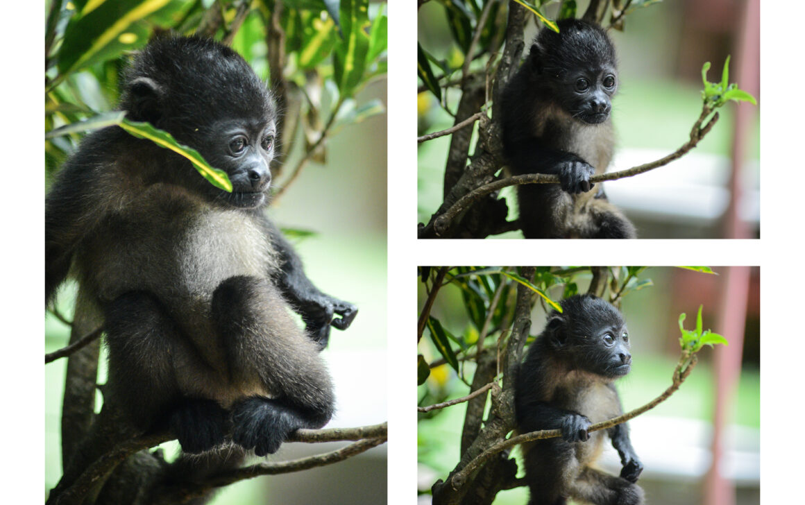 que faire au costa rica : jaguar rescue center