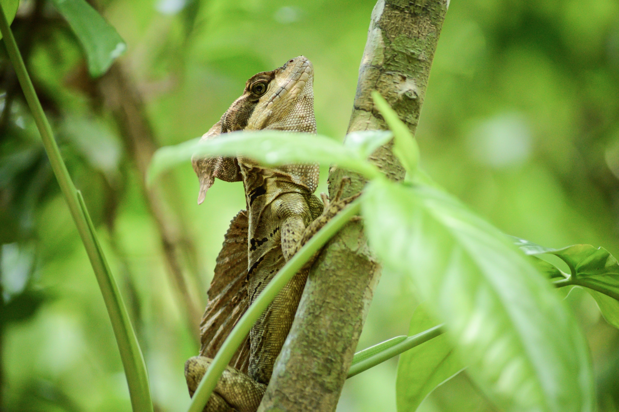 Un lézard dans le Parc National Manuel Antonio au Costa Rica