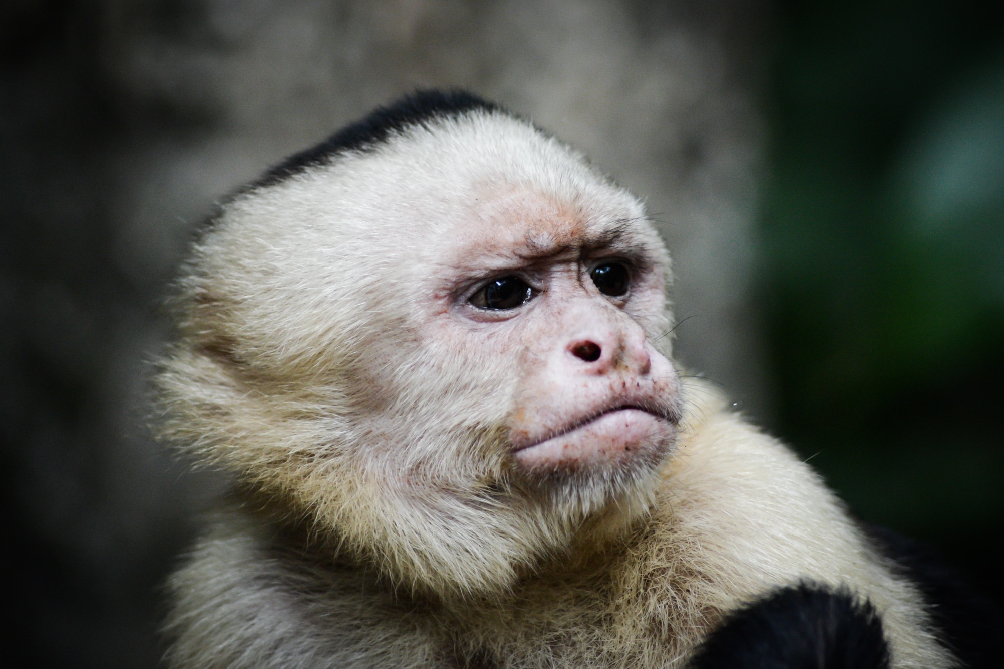 Des singes dans le Parc National Manuel Antonio au Costa Rica