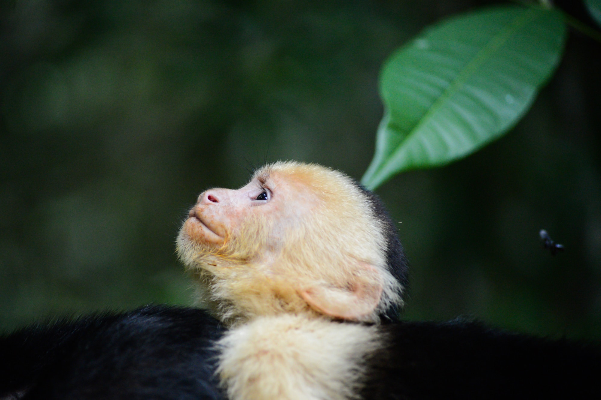 Un singe dans le Parc National Manuel Antonio au Costa Rica