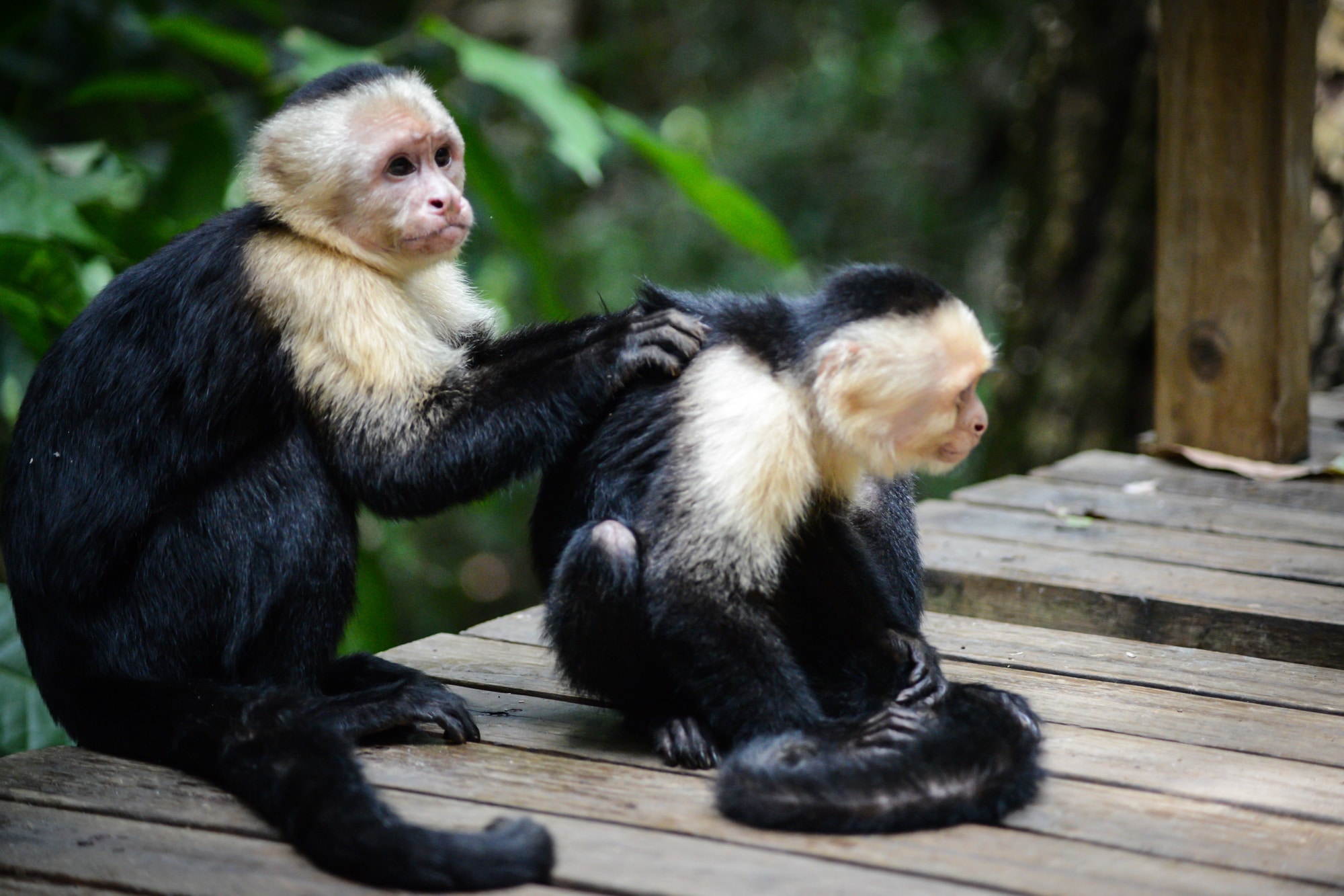 Des singes dans le Parc National Manuel Antonio au Costa Rica