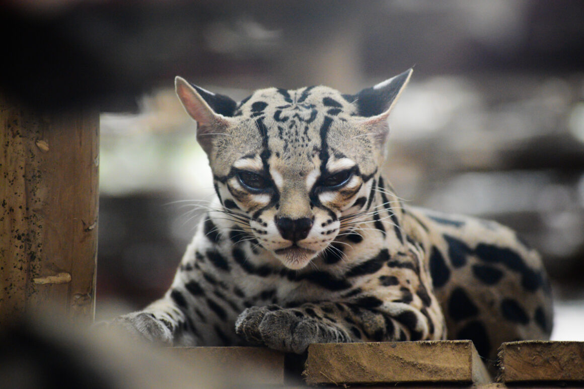 que faire au costa rica : jaguar rescue center