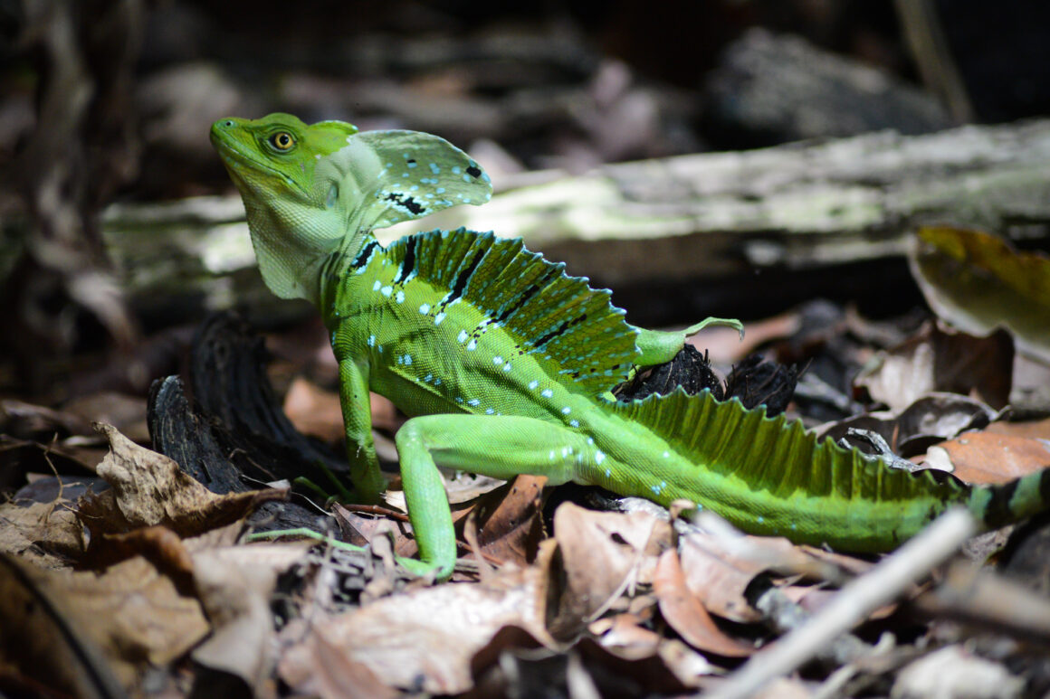 que faire au costa rica : cahuita