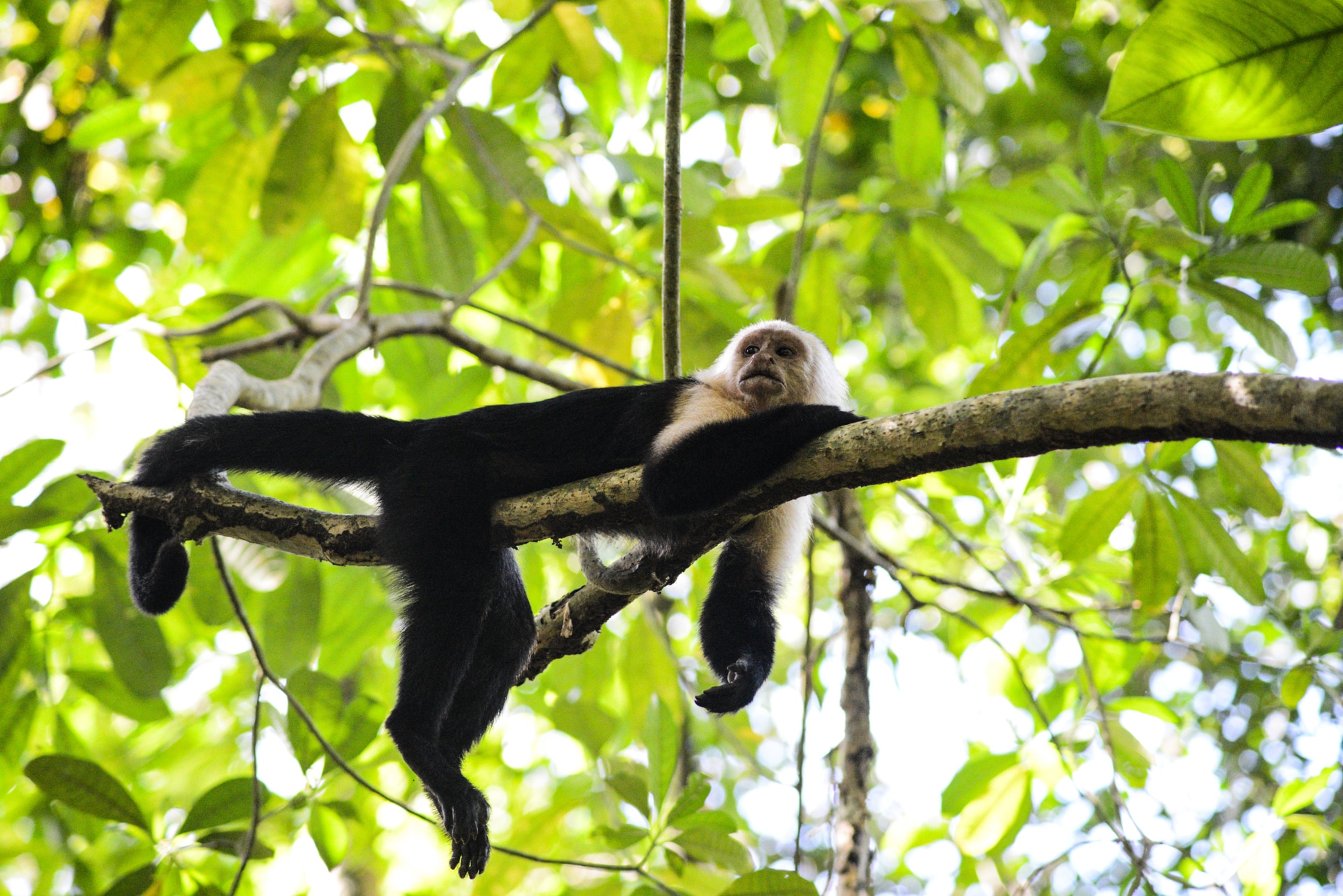 Un singe capucin dans le parc naturel de Cahuita au costa rica