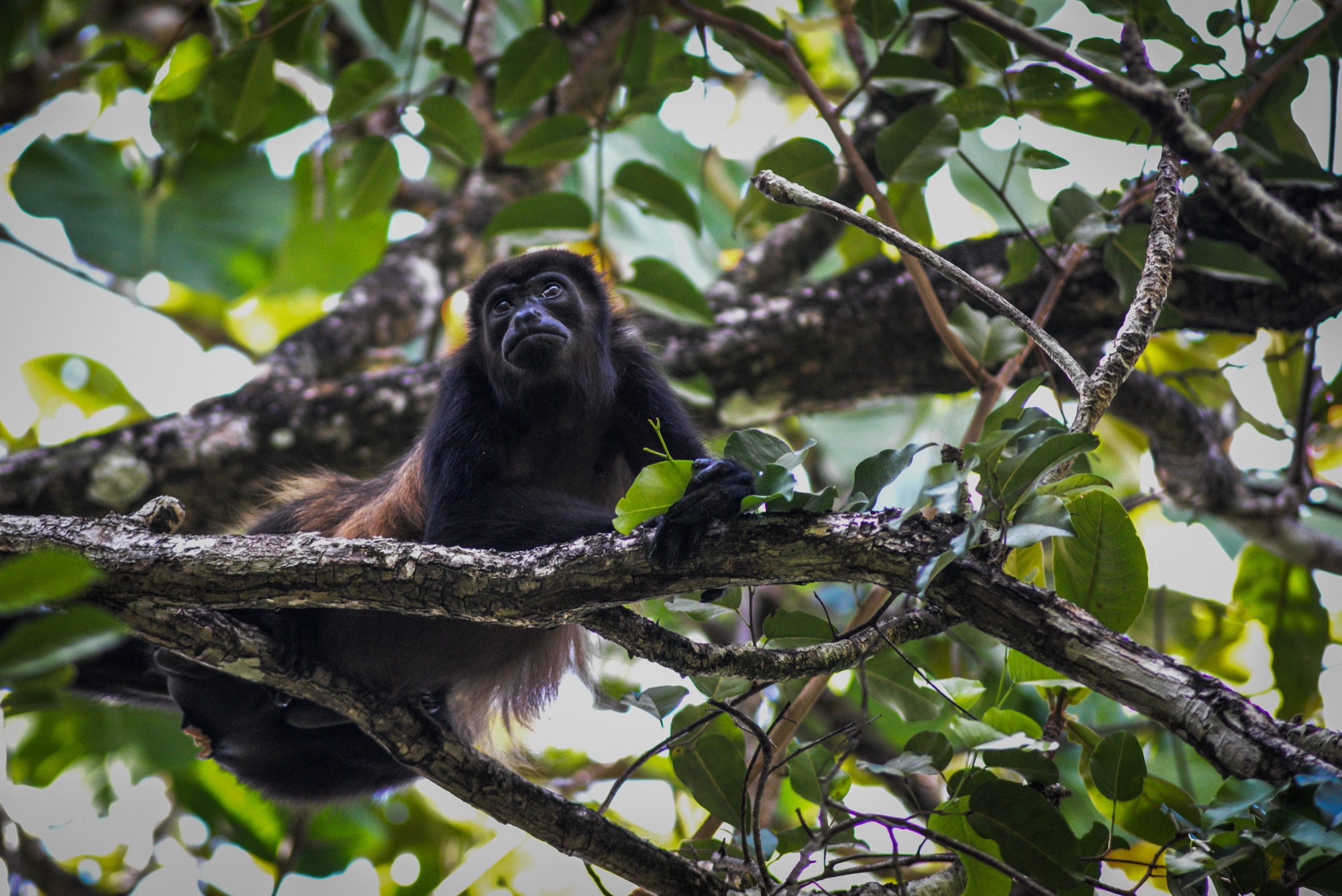 Un singe hurleur dans le parc naturel de Cahuita au costa rica