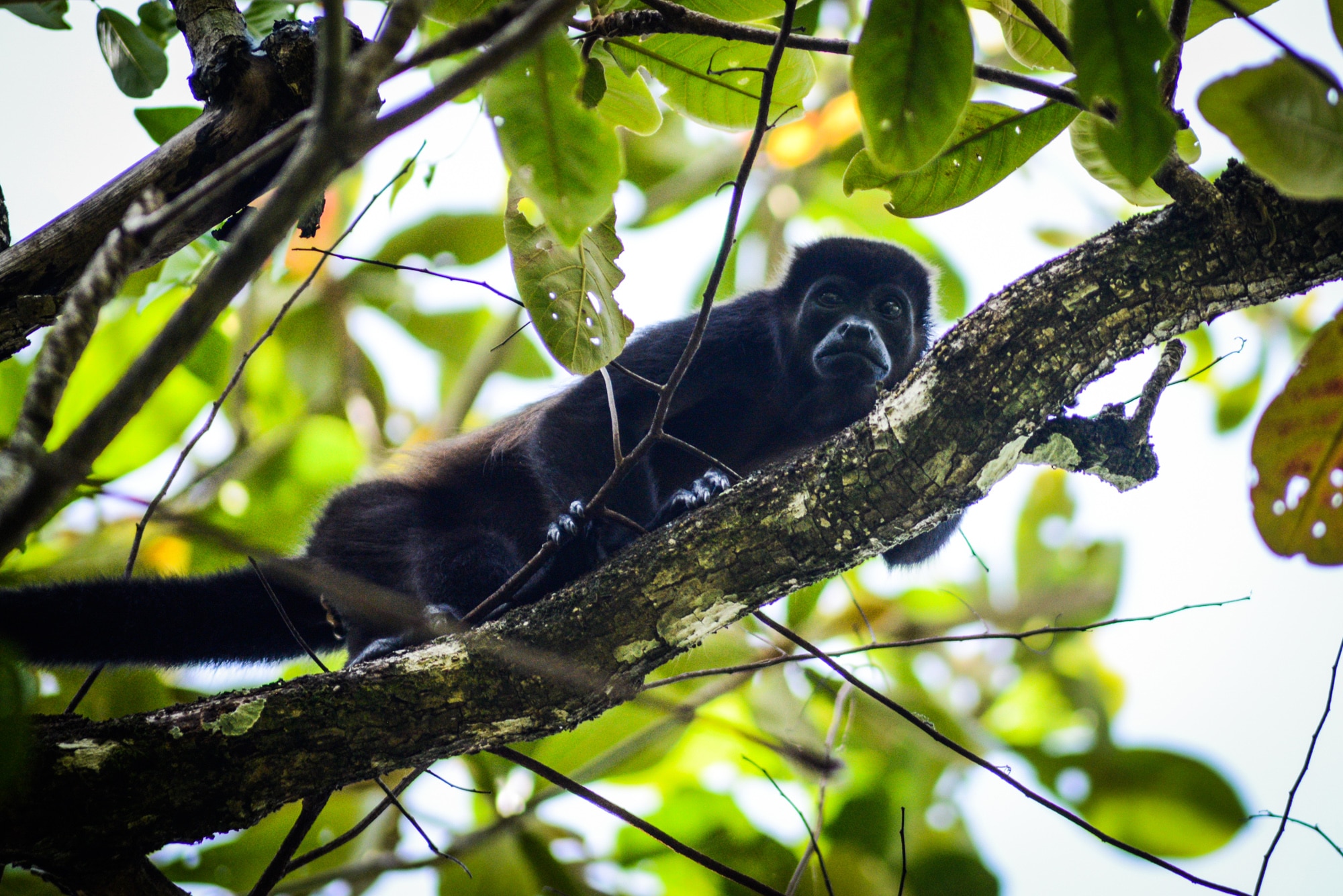 Un singe hurleur dans le parc naturel de Cahuita au costa rica