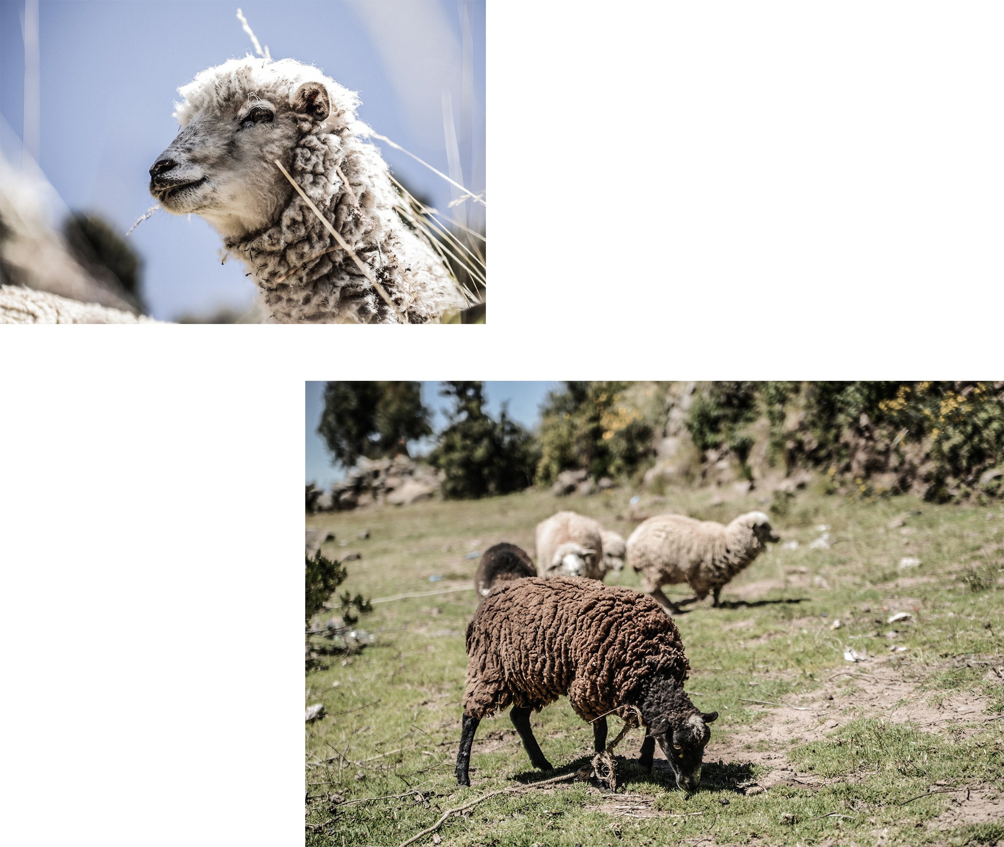 Des moutons sur l'île Taquile au Pérou