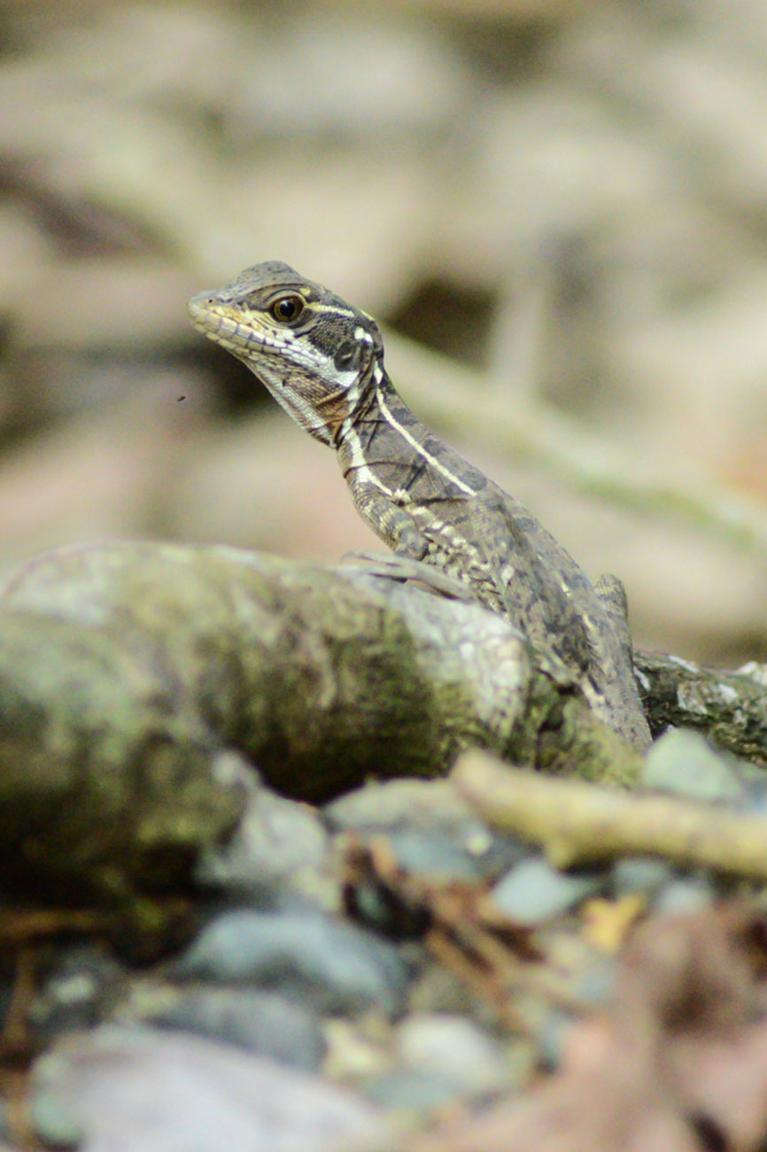 que faire au costa rica : manuel antonio