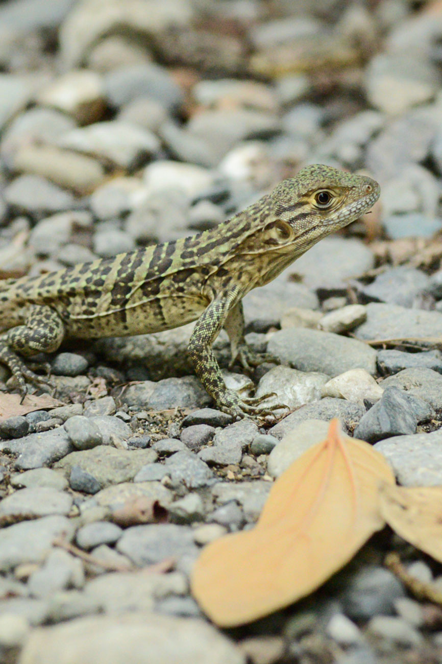 que faire au costa rica : manuel antonio