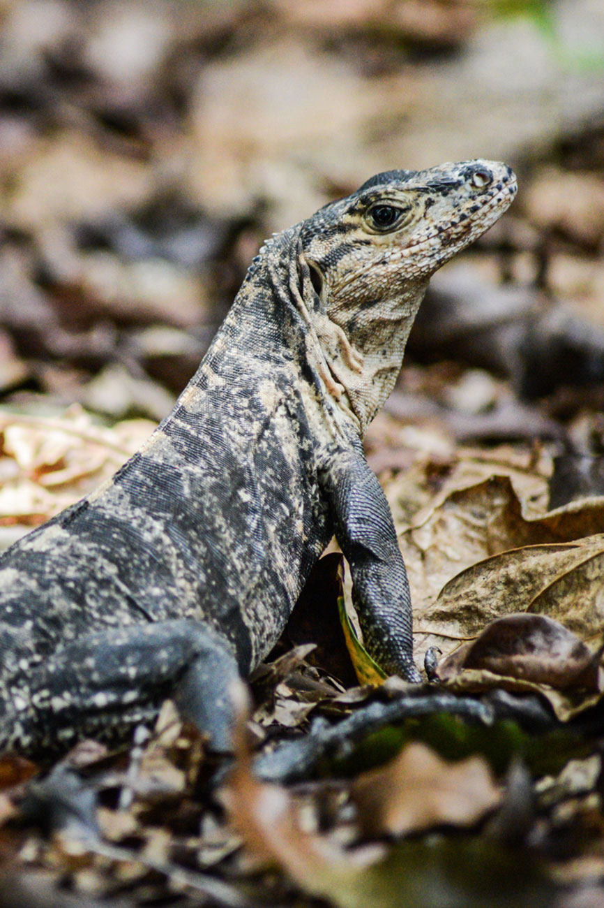 que faire au costa rica : manuel antonio