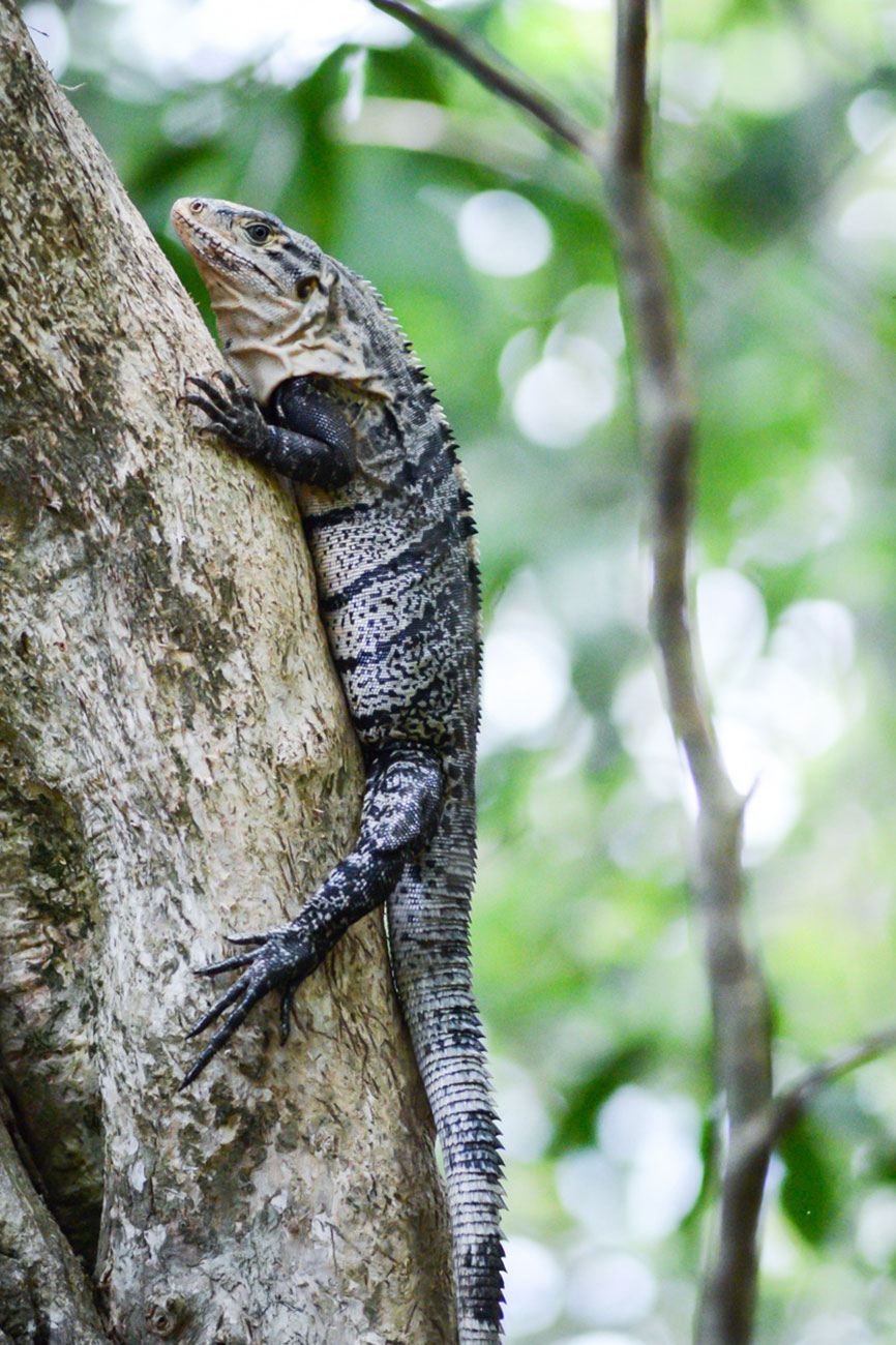 que faire au costa rica : manuel antonio