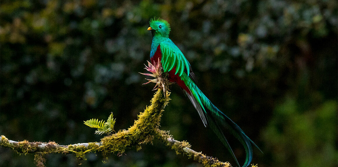 que faire au costa rica : monteverde