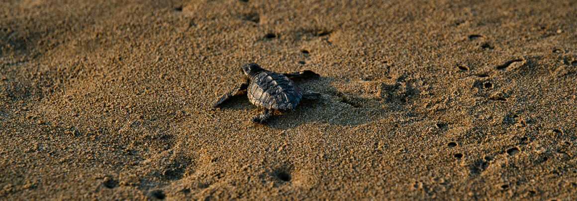que faire au costa rica : tortuguero