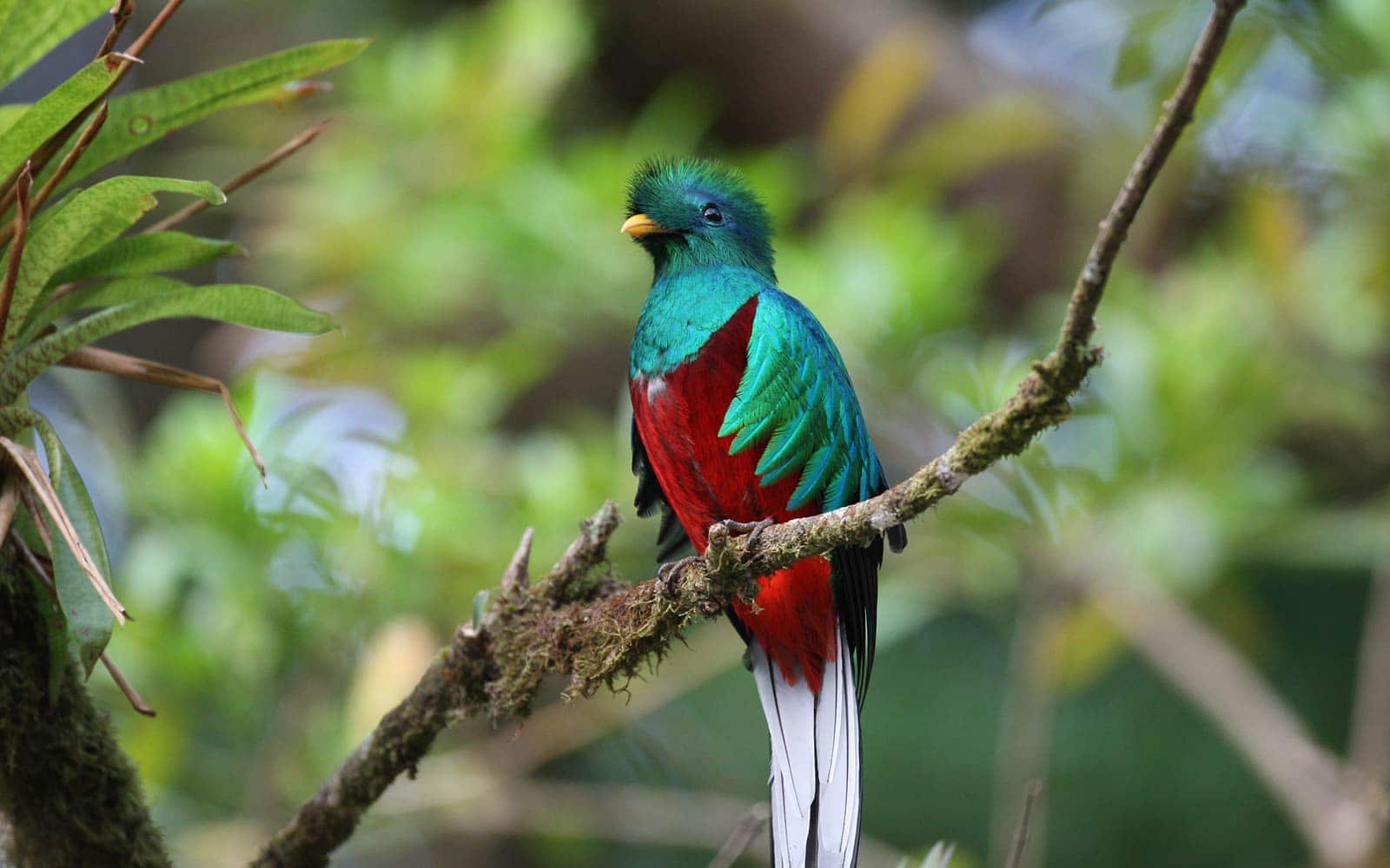 Un quetzal à Monteverde au Costa Rica