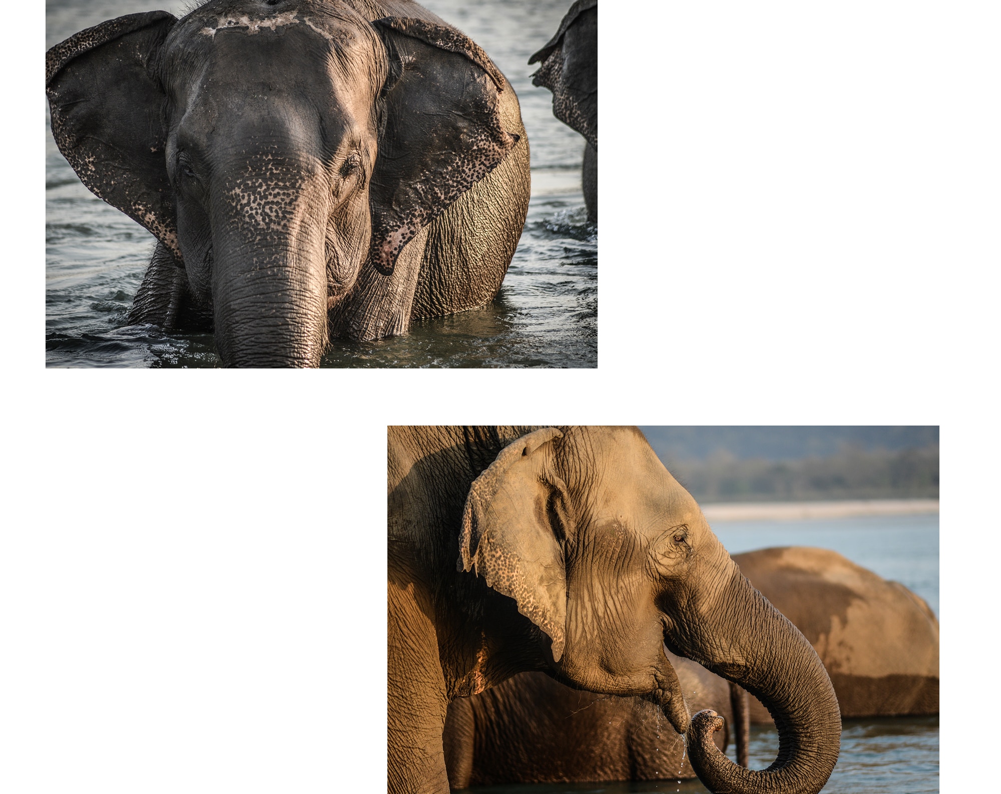 Elephants se baignant à la rivière au Népal