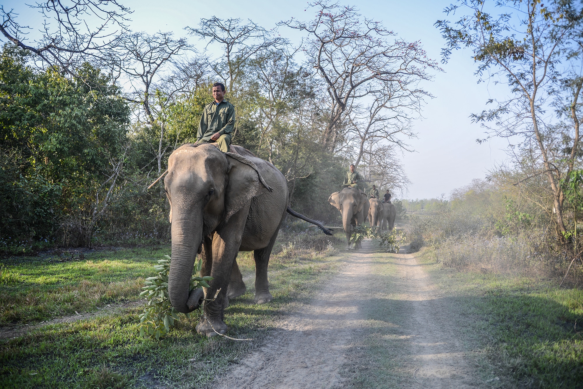 Elephants du Parc National de Chitwan