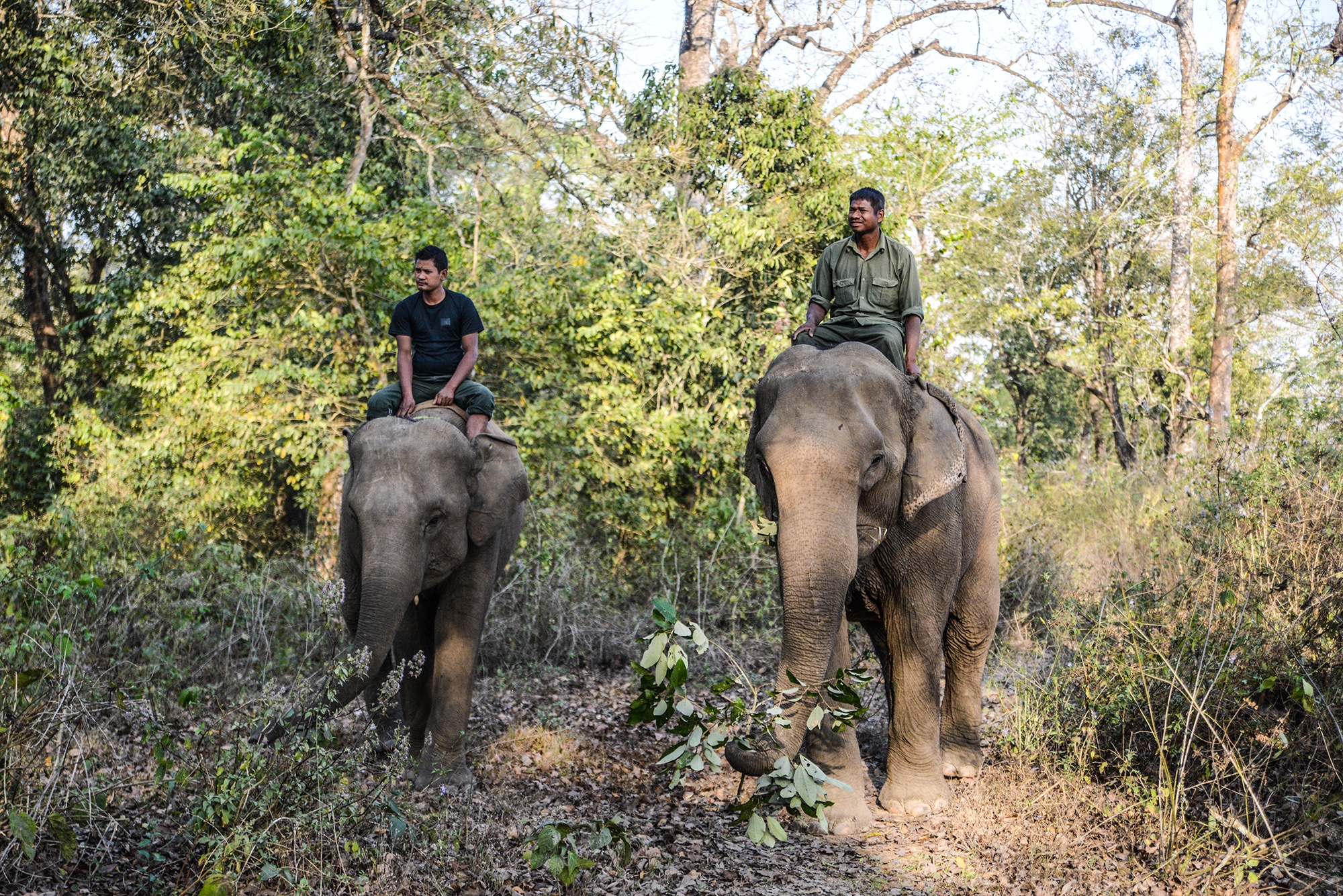 Elephants du Parc National de Chitwan