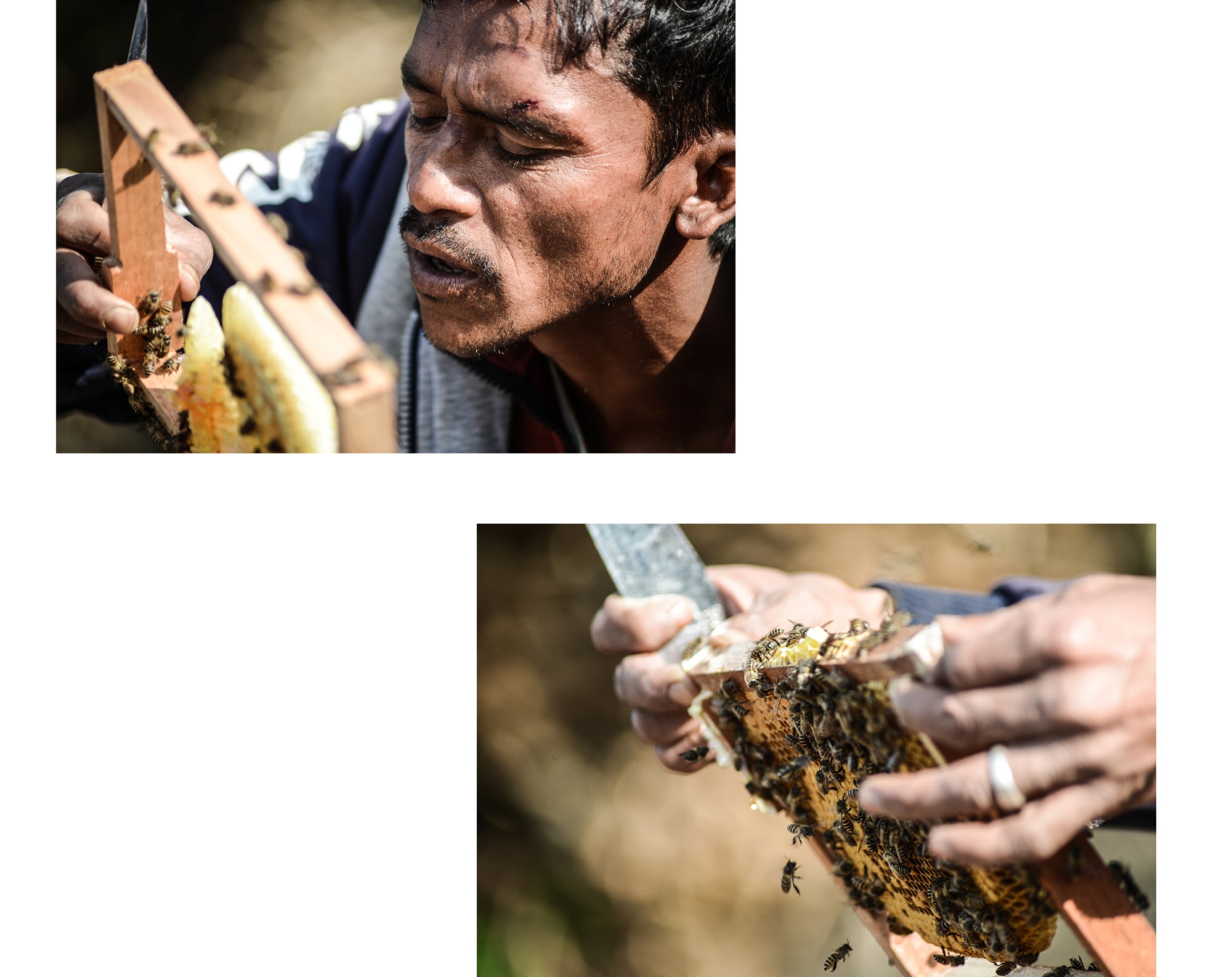 Un népalais qui récolte du miel 