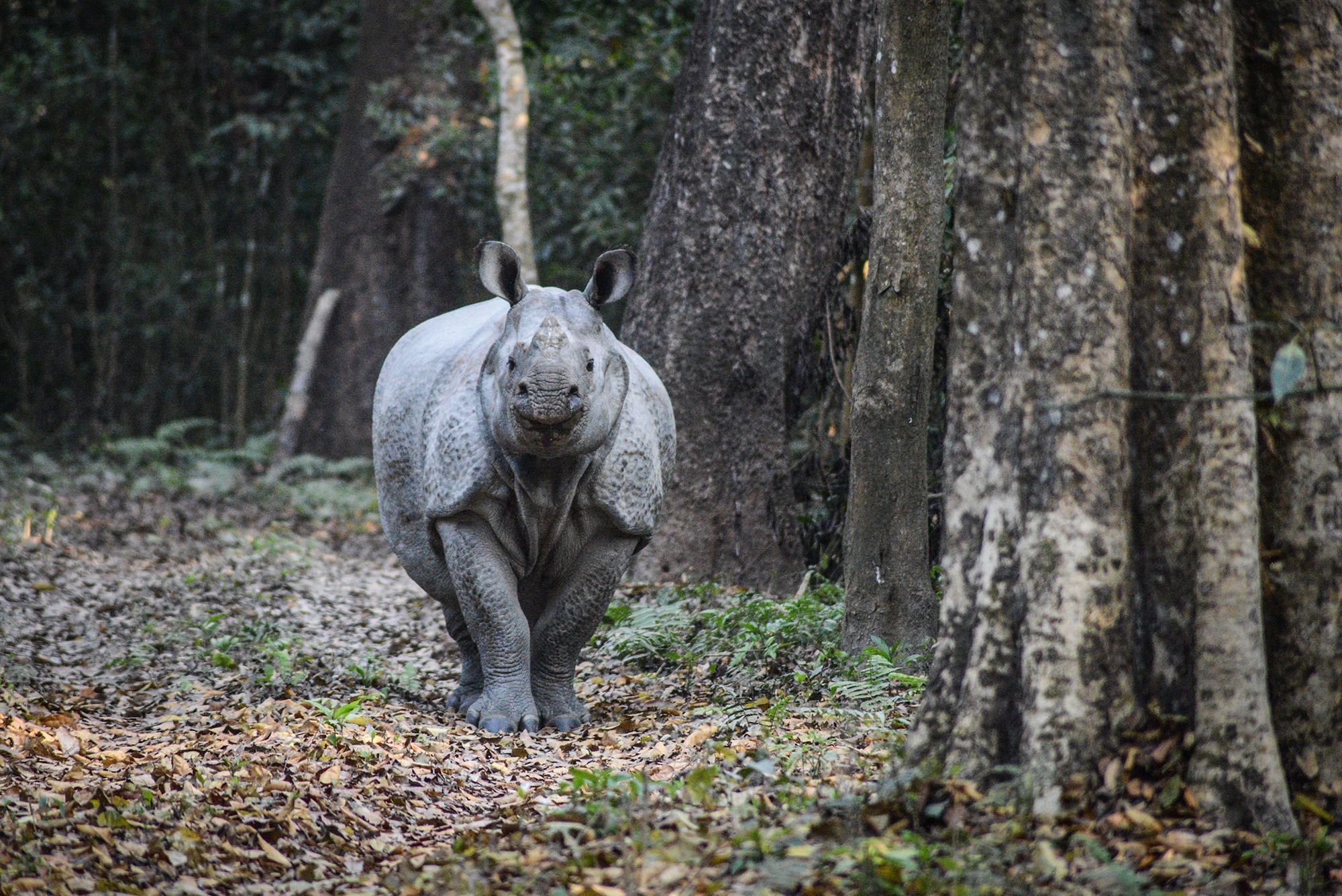 un rhinocéros dans le parc National de Chitwan au Népal