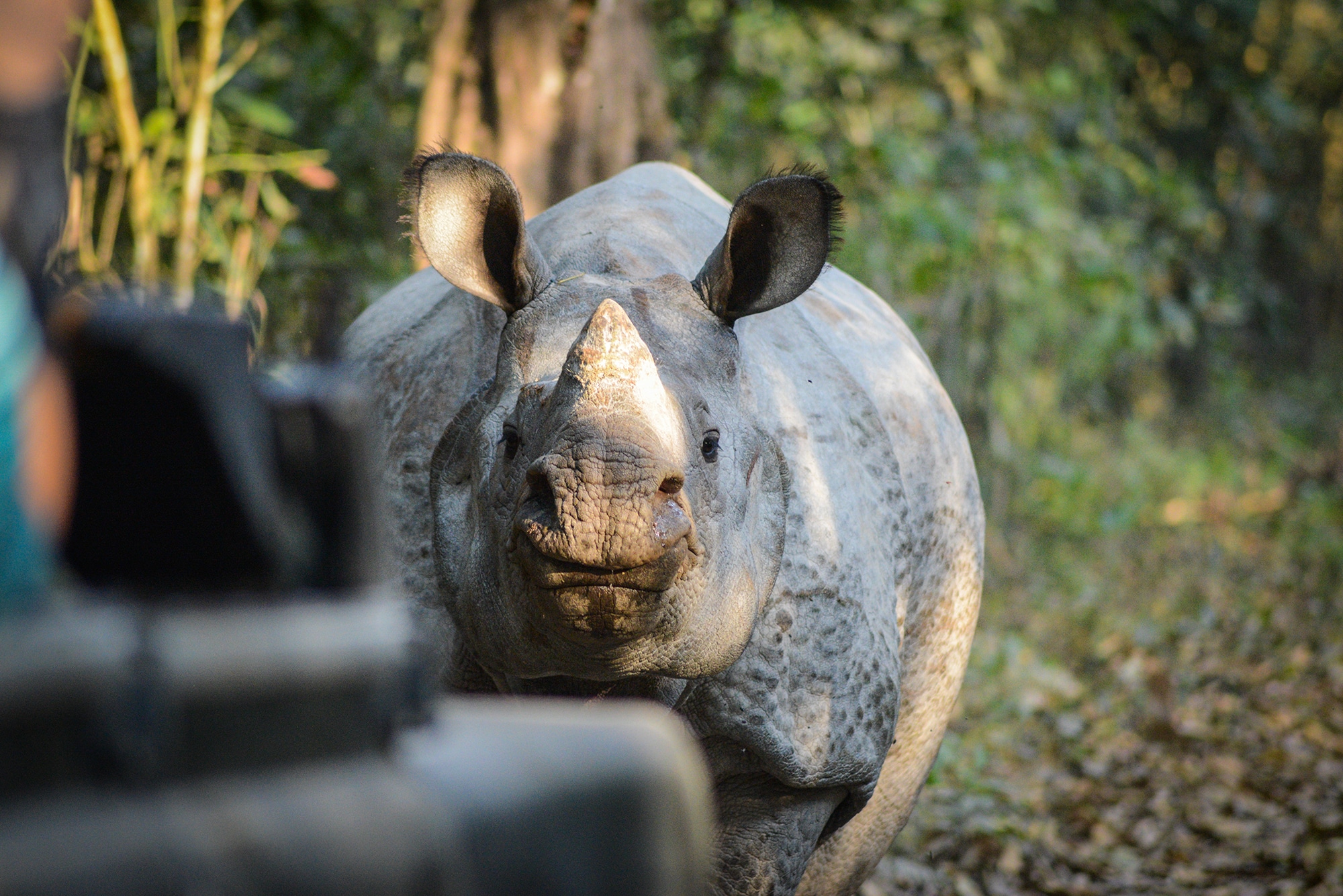 un rhinocéros dans le parc National de Chitwan au Népal