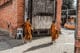 Des moines à l'entrée dans la vieille ville de Chiang Maï en Thaïlande