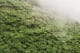 Vue depuis le téléphérique sur les plantations de thé à Darjeeling en Inde