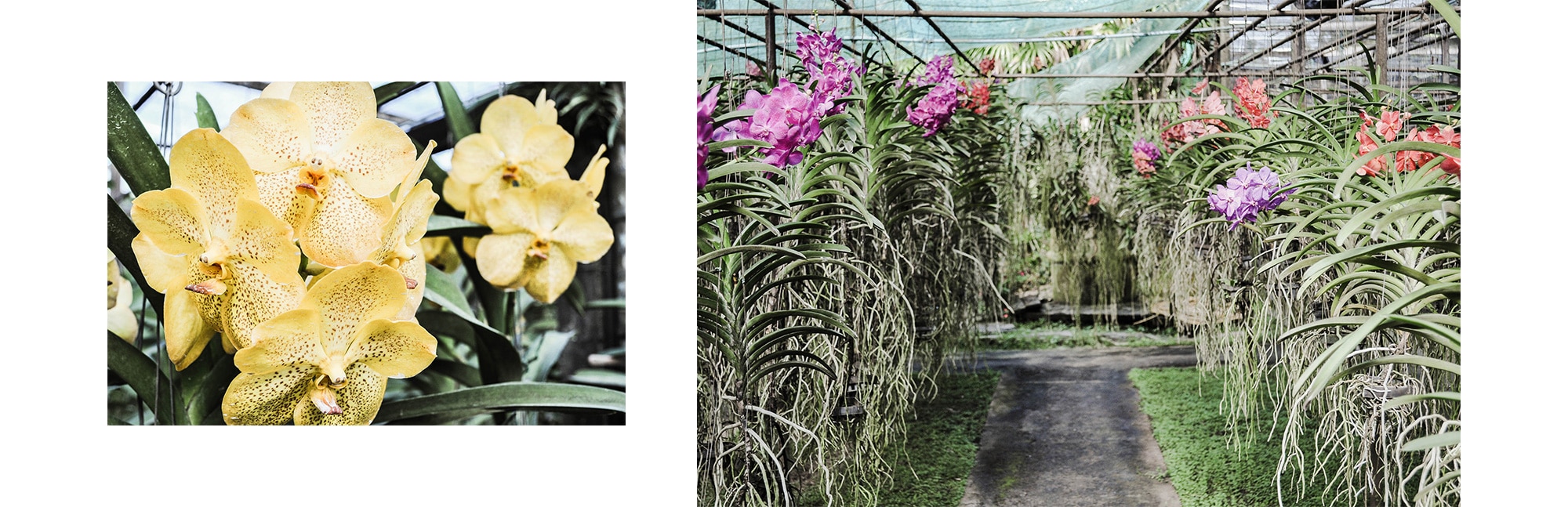 Serre d'orchidée en Thaïlande