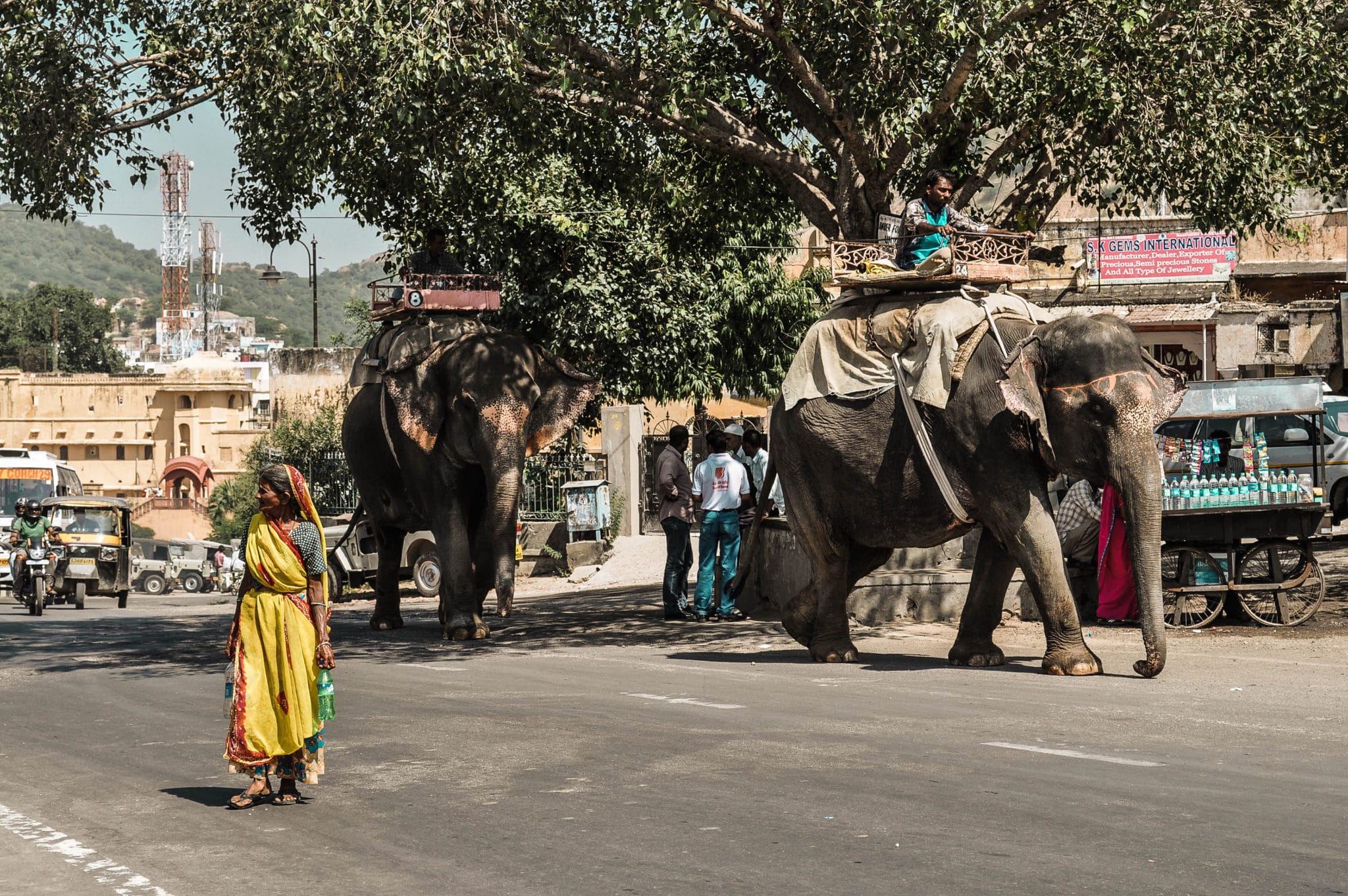 Des éléphants dans la ville de Jaipur en Inde