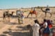 Safari et chameaux dans le désert du Thar en Inde