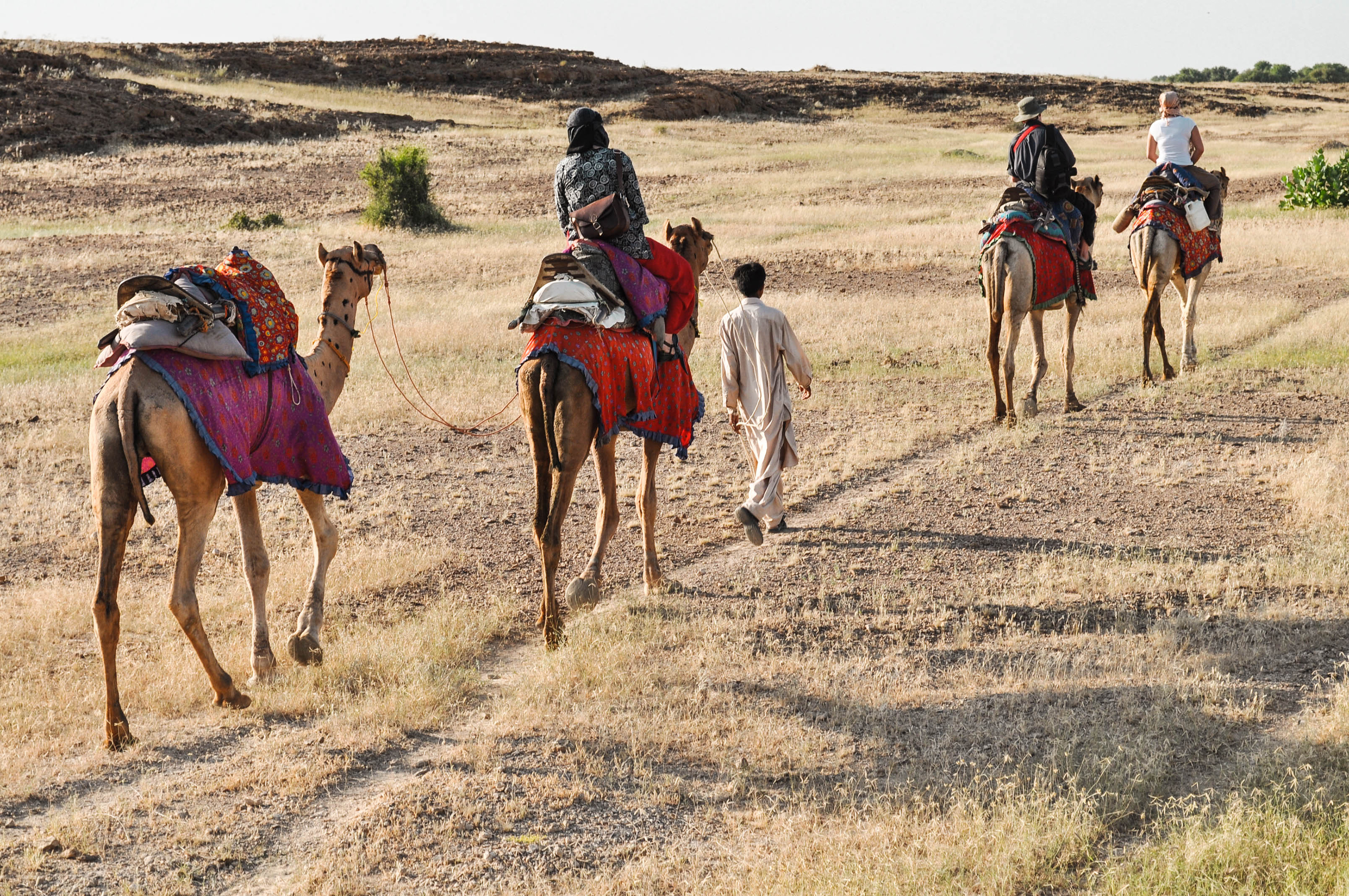 chameaux dans le désert du Thar en Inde