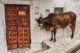 Une vache se gratte à Udaipur en Inde