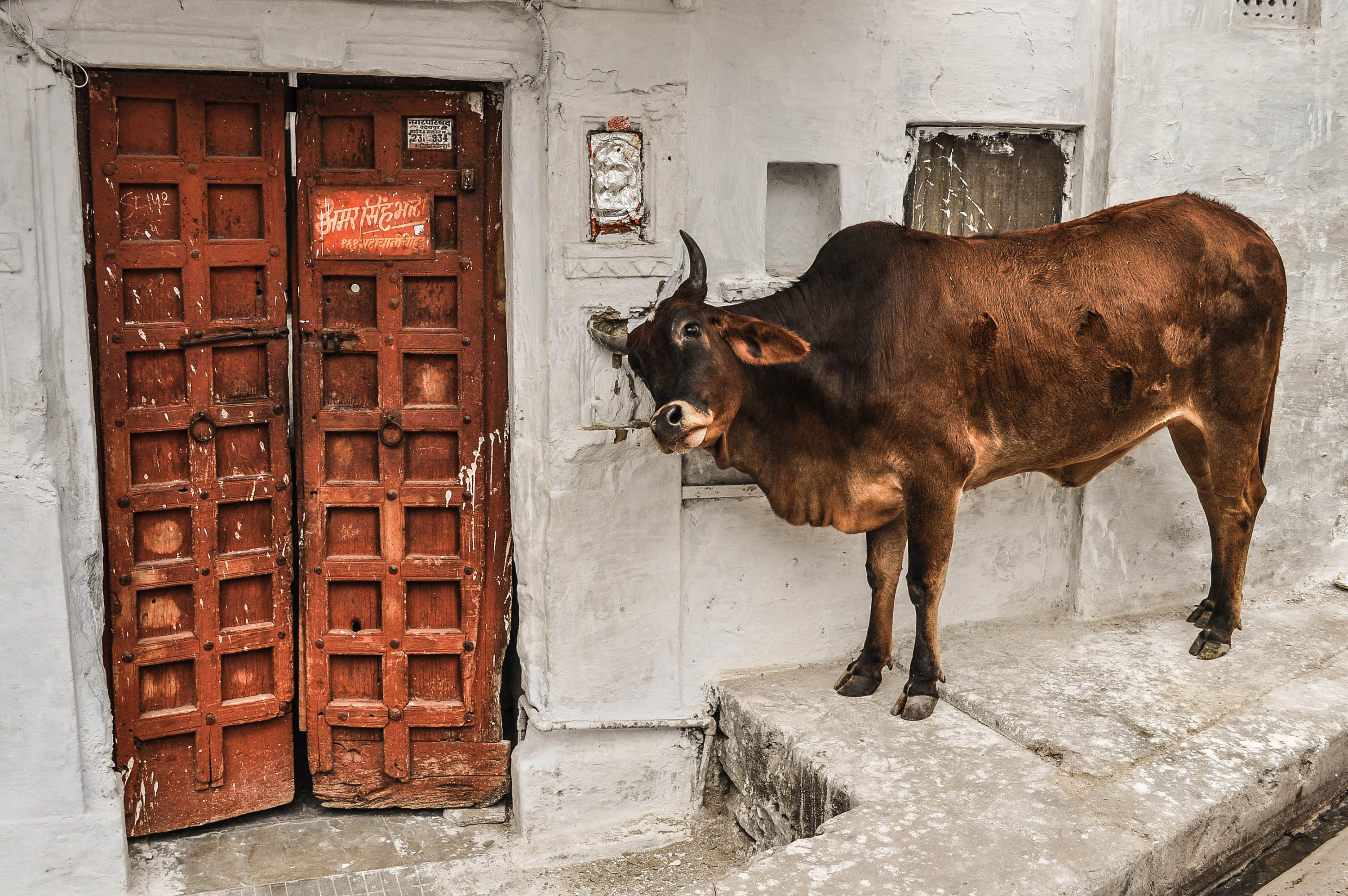 Une vache se gratte à Udaipur en Inde
