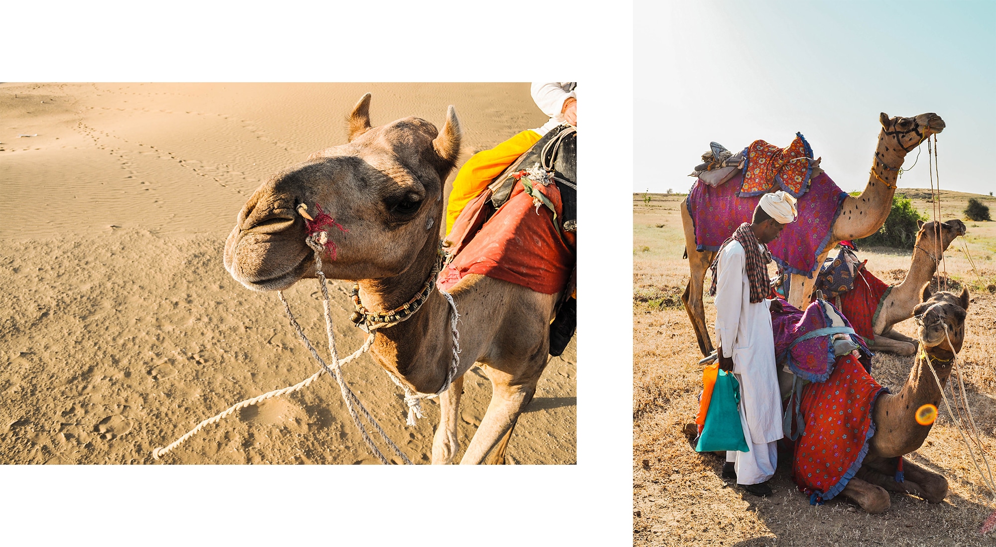 Safari et chameaux dans le désert du Thar en Inde