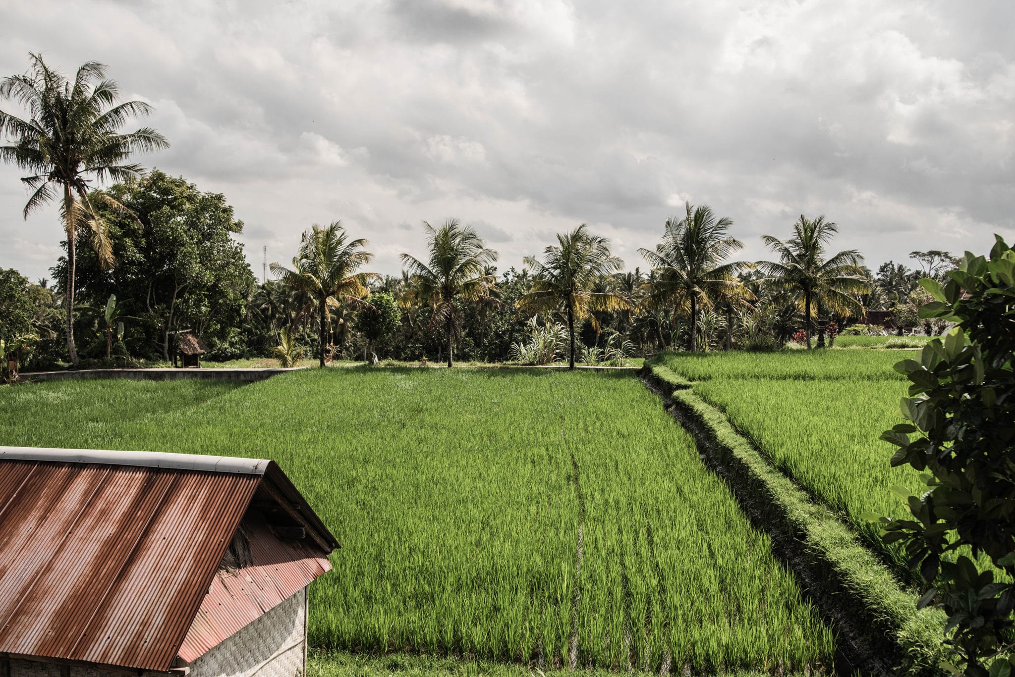 Des rizières à Ubud Bali