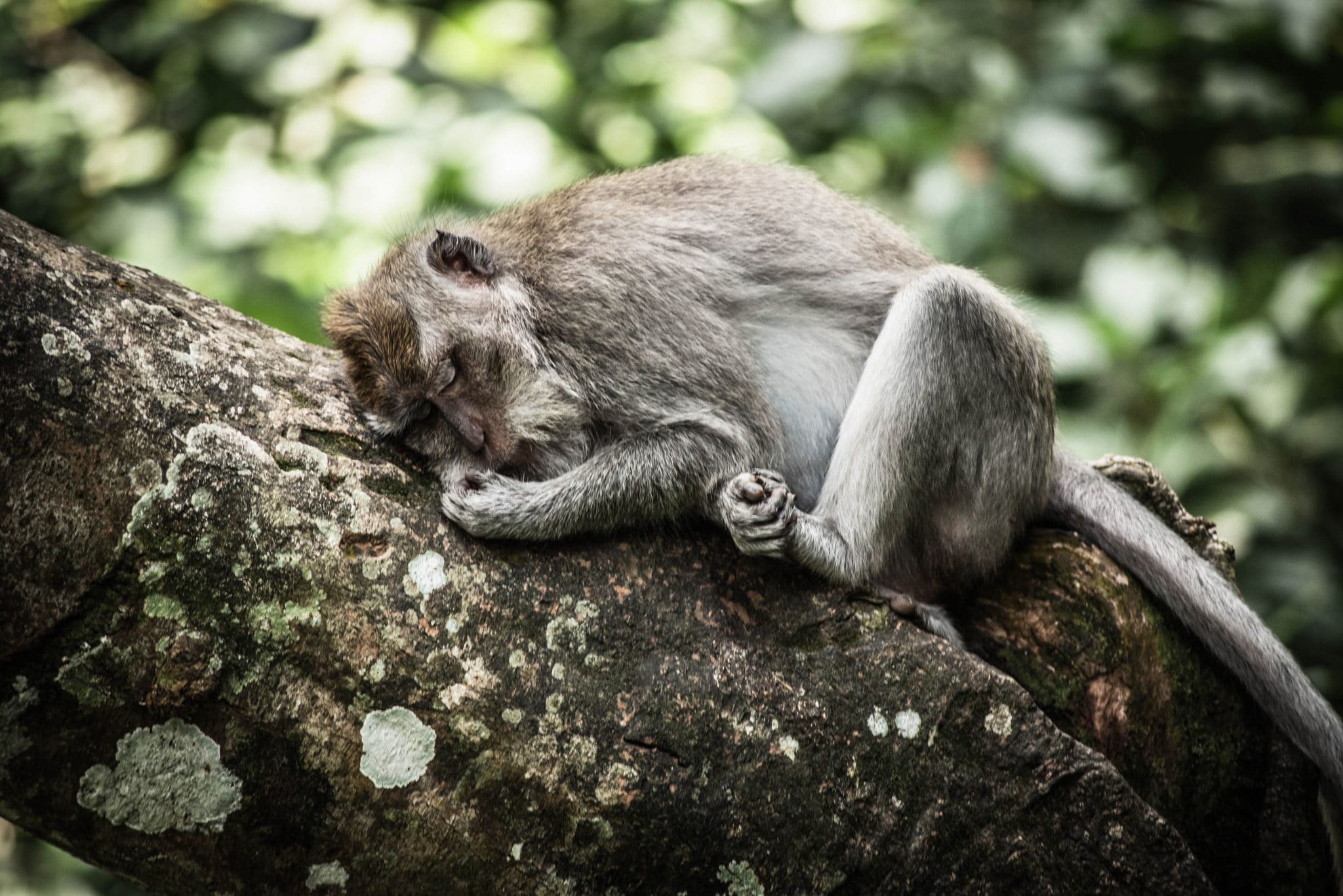 Un singe qui dort sur arbre dans la forêt des singes à Ubud Bali