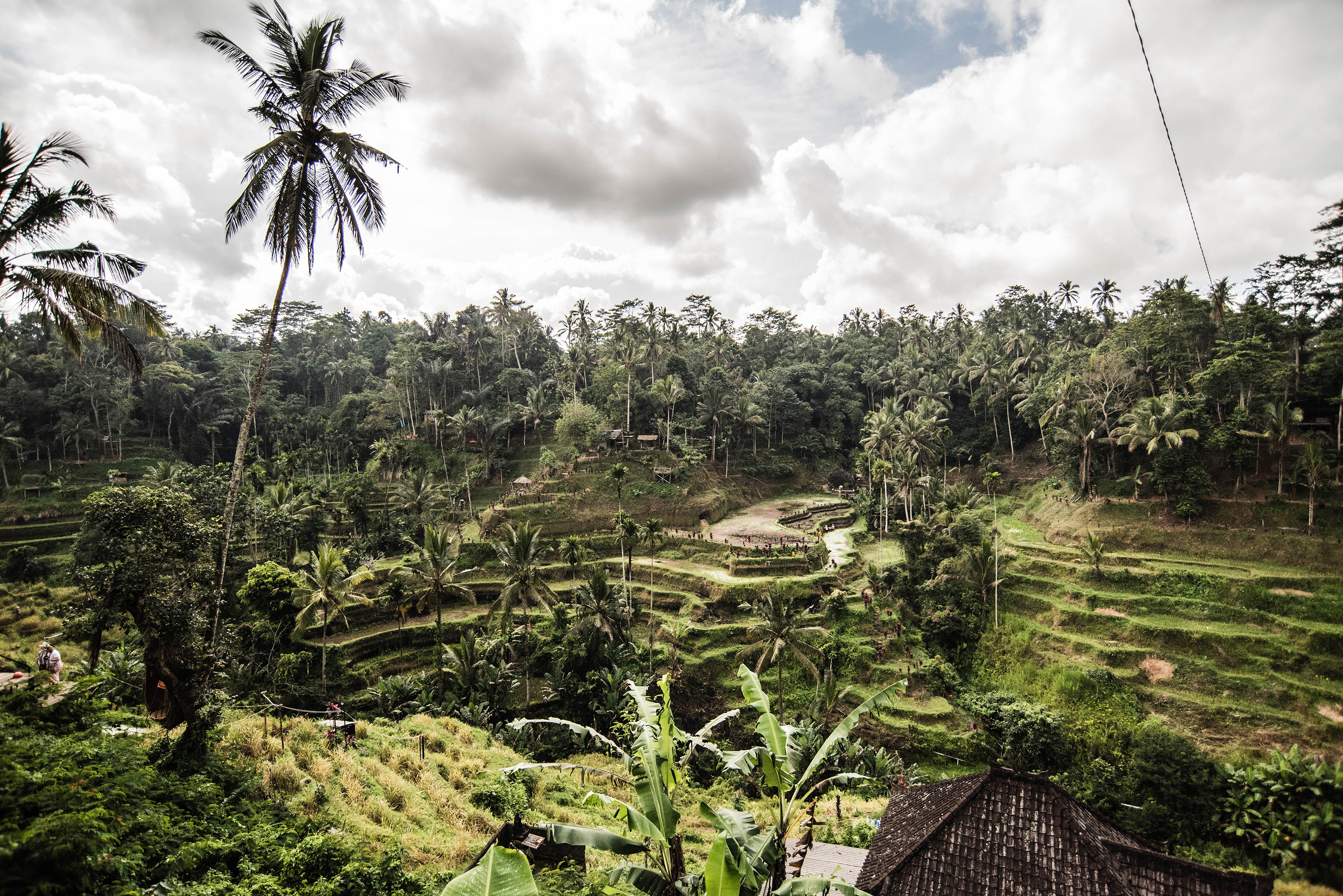 Les rizières de Tegalalang à Ubud Bali