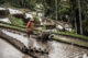 Un homme au travail dans les rizières de Jatiluwih à Bali