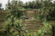 Les terrasses de riz de Jatiluwih à Bali
