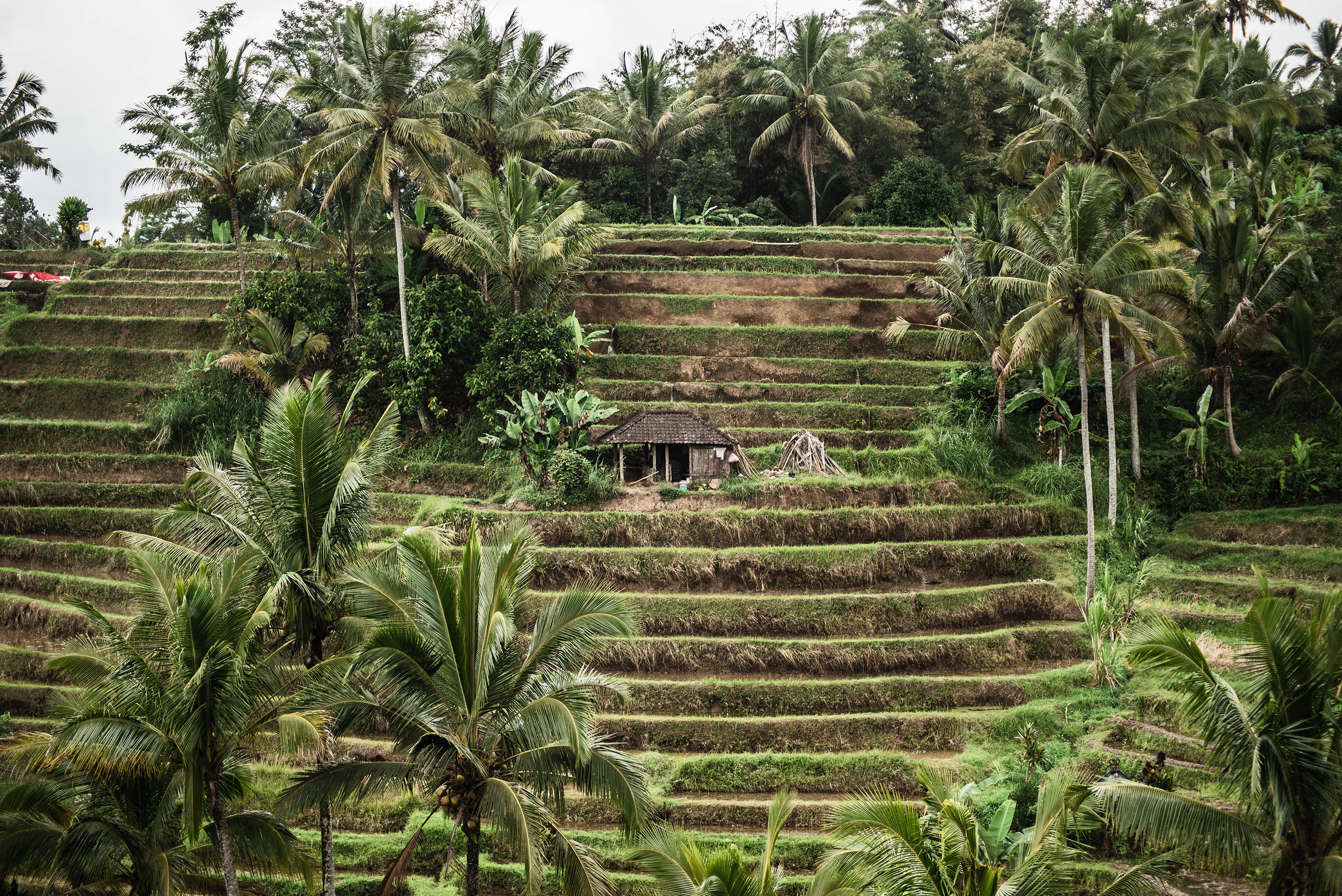 Les terrasses de riz de Jatiluwih à Bali
