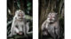 Un singe à Ubud Bali