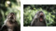 Un singe qui baille à Ubud Bali