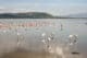 Les flamants roses du lac Nakuru au Kenya