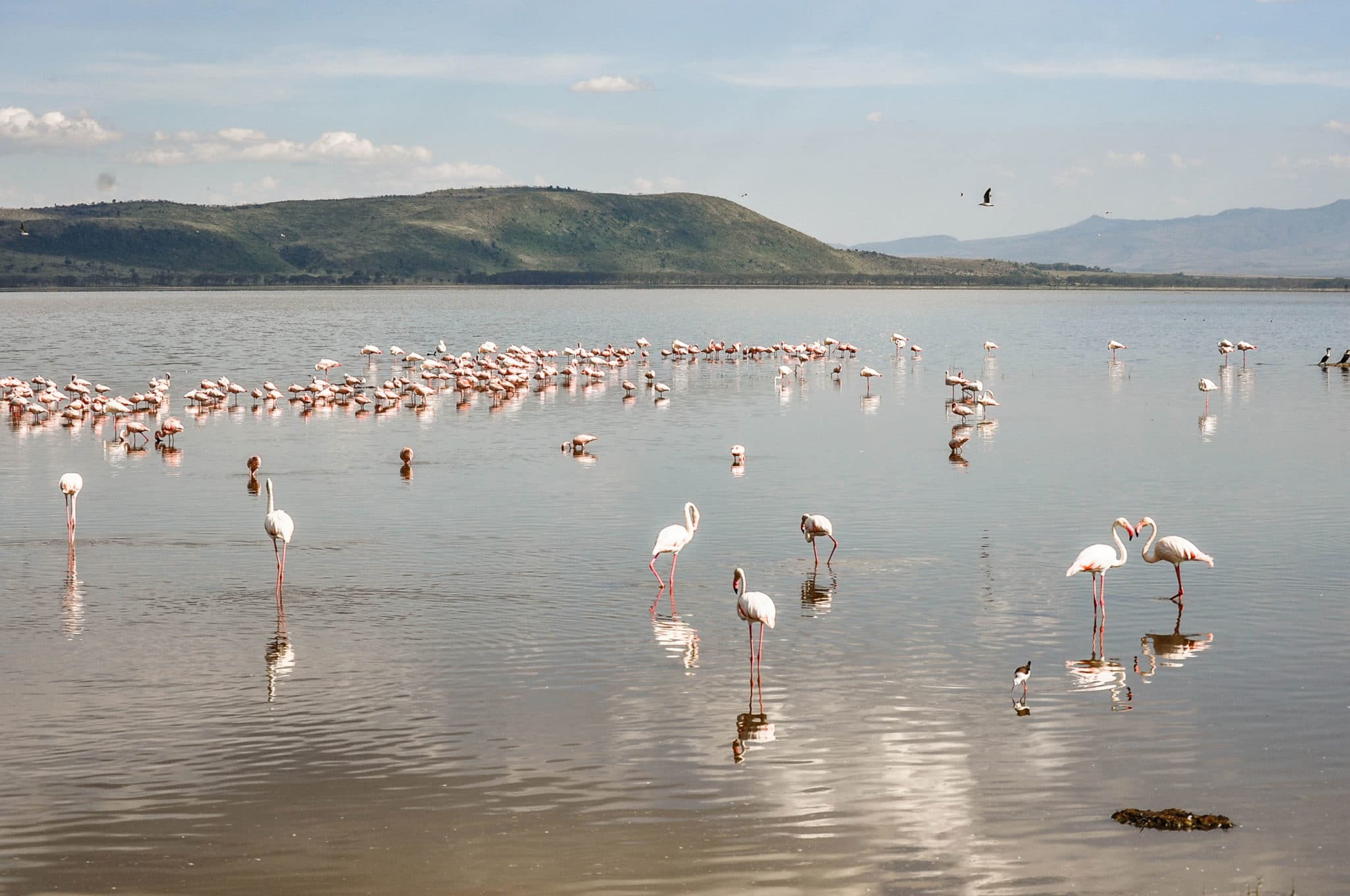 Les flamants roses du lac Nakuru au Kenya