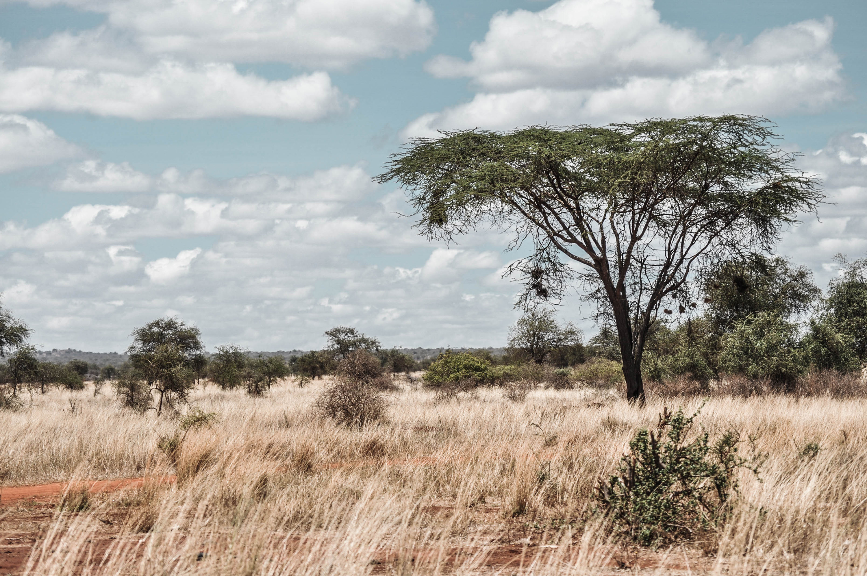 Paysage au Kenya