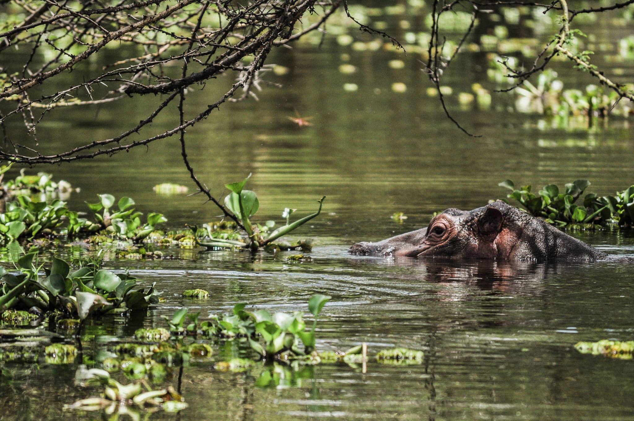 Un hippopotame sur le lac Naivasha au Kenya