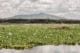 le lac Naivasha au Kenya